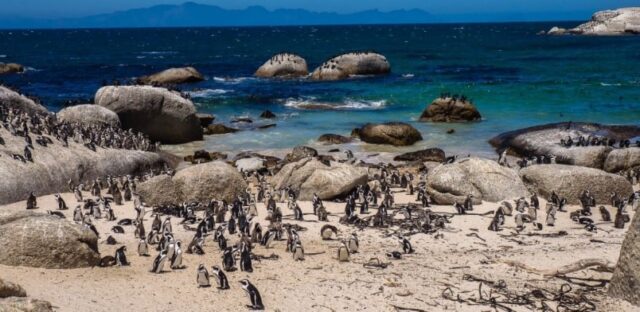 Cheap flights from Vilnius to Cape Town – Book now for an unforgettable South African adventure!